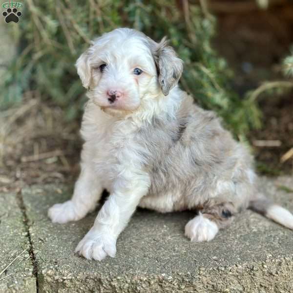 Rocky, Mini Sheepadoodle Puppy